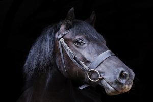 Emma Lowe Photography - Digger Horse Photographer