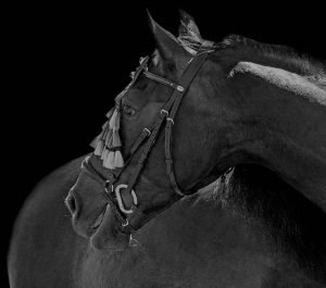 Black Background horse photography- Emma Lowe Photography