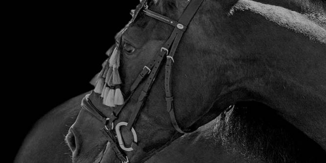Black Background horse photography- Emma Lowe Photography Black Background horse photography- Emma Lowe Photography