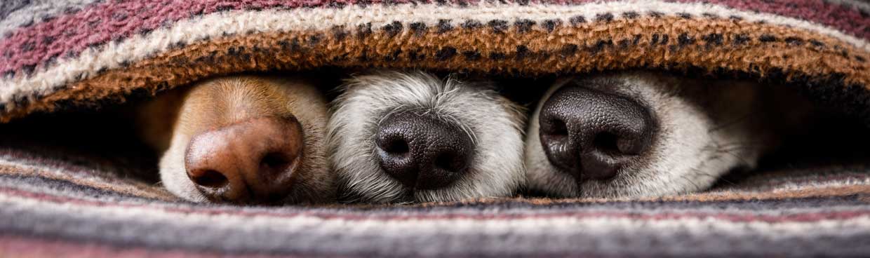 Pet Photography Prices In Rugby By Emma Lowe Photography Pet Photography Prices In Rugby By Emma Lowe Photography