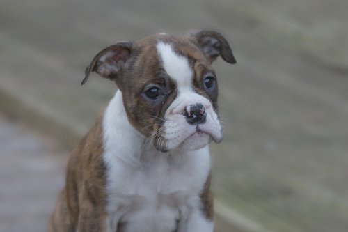 Puppy Bulldog Pet Photographer in Rugby - Emma Lowe Photography