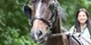 Horse-and-cart-photo-stroppy Horse-and-cart-photo-stroppy