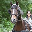 Horse-and-cart-photo-stroppy
