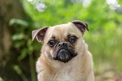 Pet Photography Gizmo Pug Dog - Emma Lowe Photography in Rugby