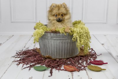 Teddy - Pet Photography in Rugby - Emma Lowe Photography