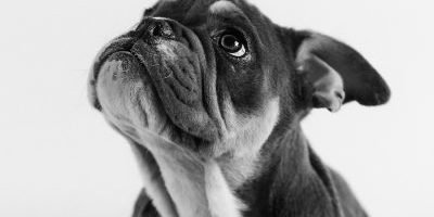 Gilbert the Bulldog Puppy – Pet Photography in Rugby – Emma Lowe Photography Gilbert the Bulldog Puppy - Pet Photography in Rugby - Emma Lowe Photography