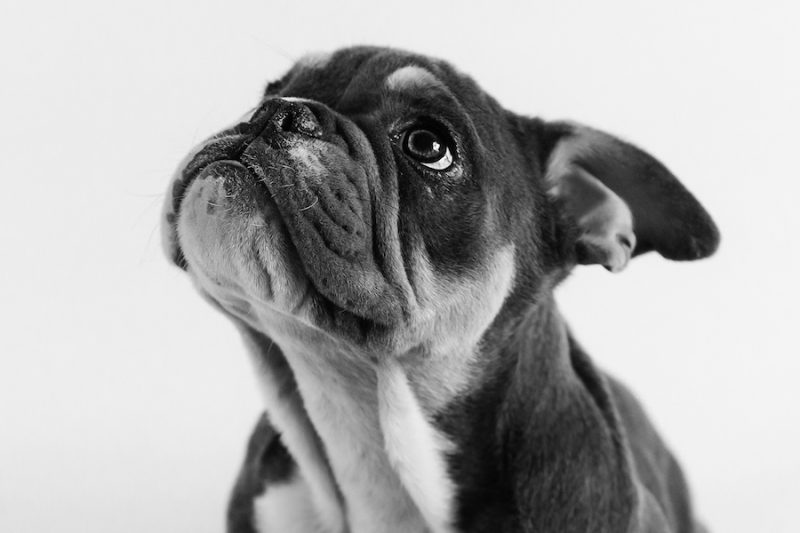 Blog - Gilbert the Bulldog Puppy - Pet Photography in Rugby - Emma Lowe Photography