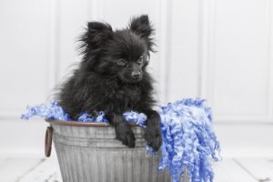 Robbie-Pet Photographer in Rugby