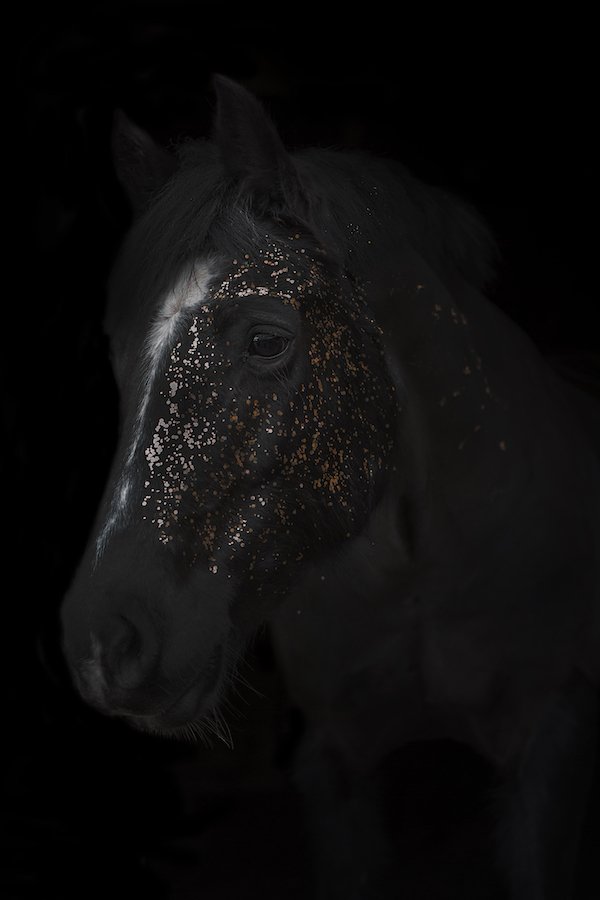 Ellie-BLog-Horse-Photography_BLOG-600x900