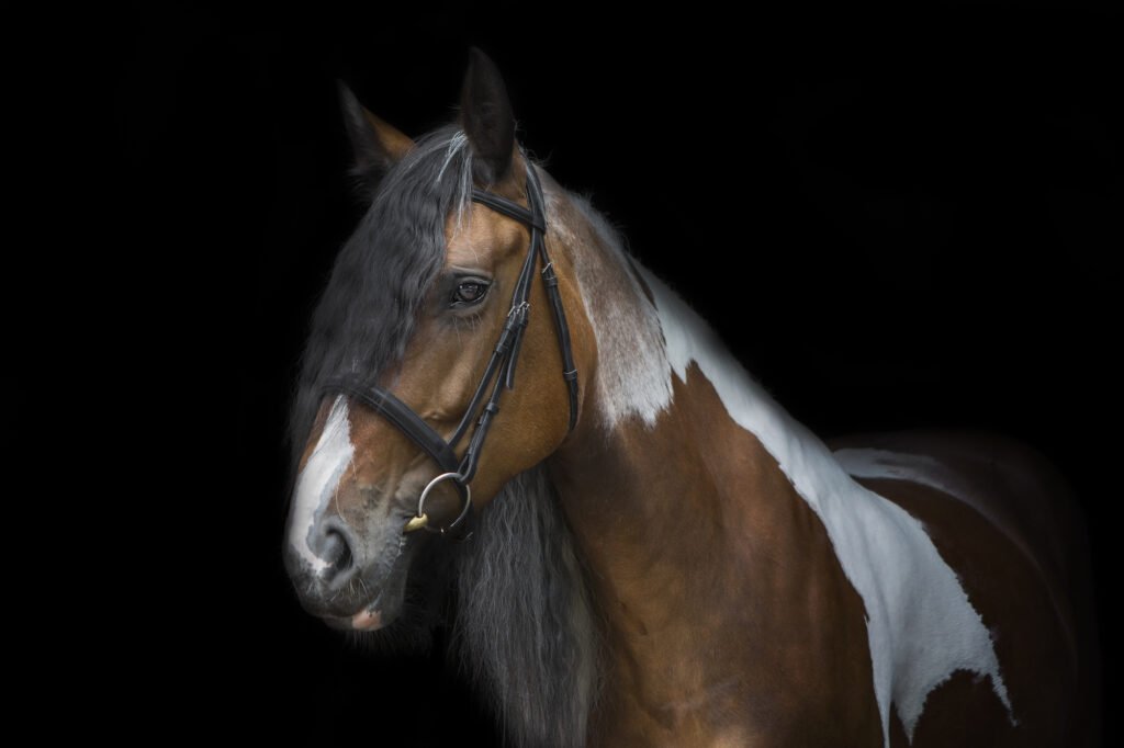 Black Background Horse Photoshoot Emma Lowe Photography coloured horse