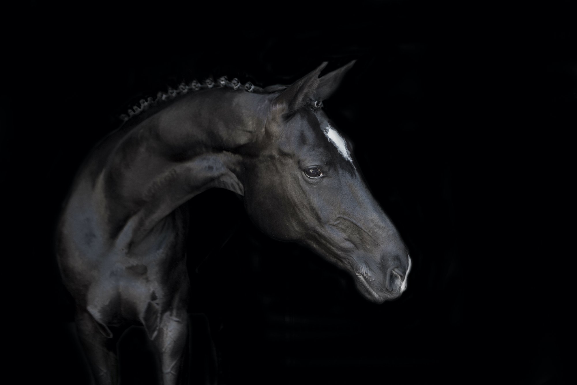 Black Horse - Black Background Horse Photography Emma Lowe Photography