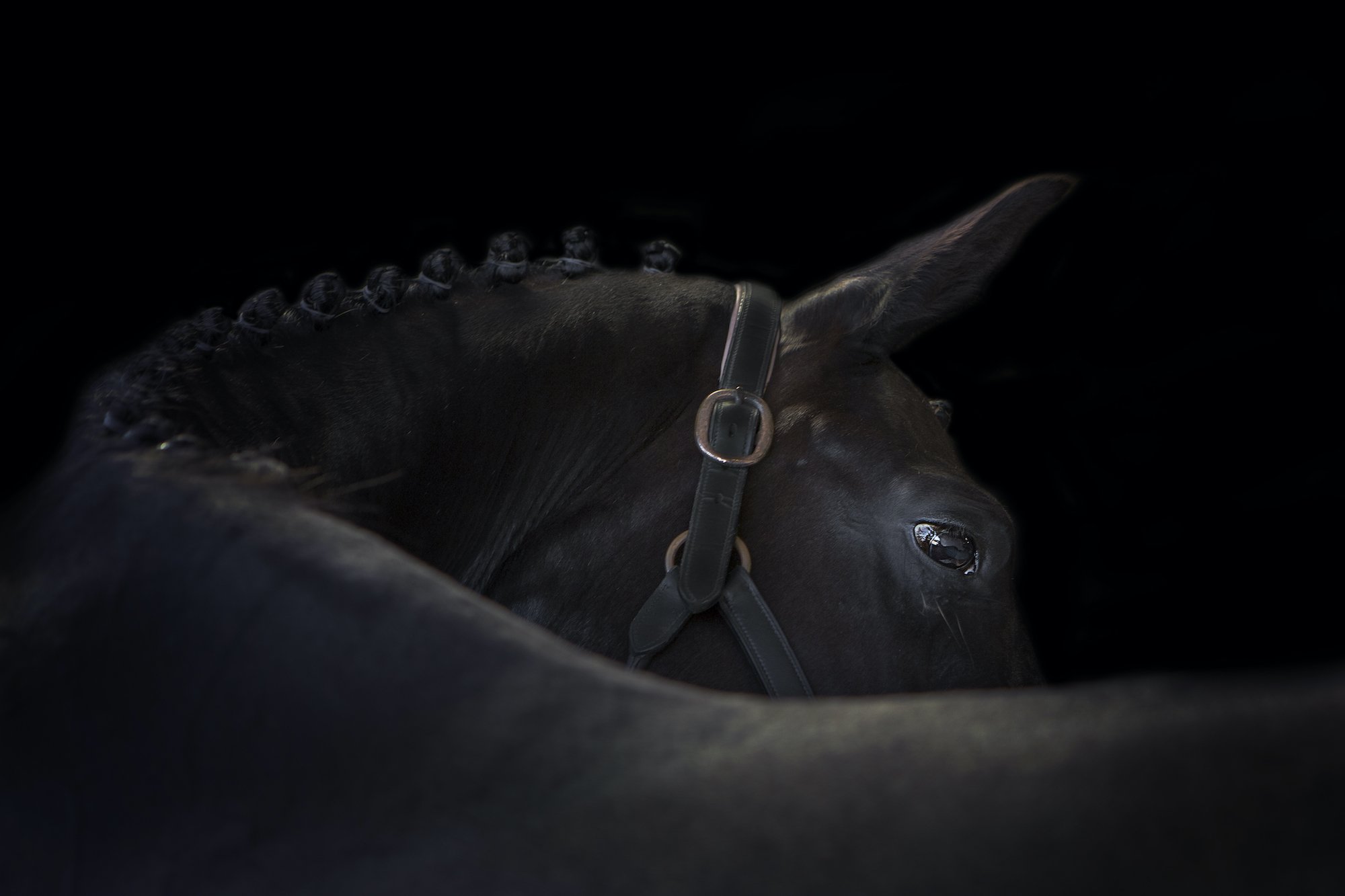 Skewbald Black Background Horse Photography Emma Lowe Photography