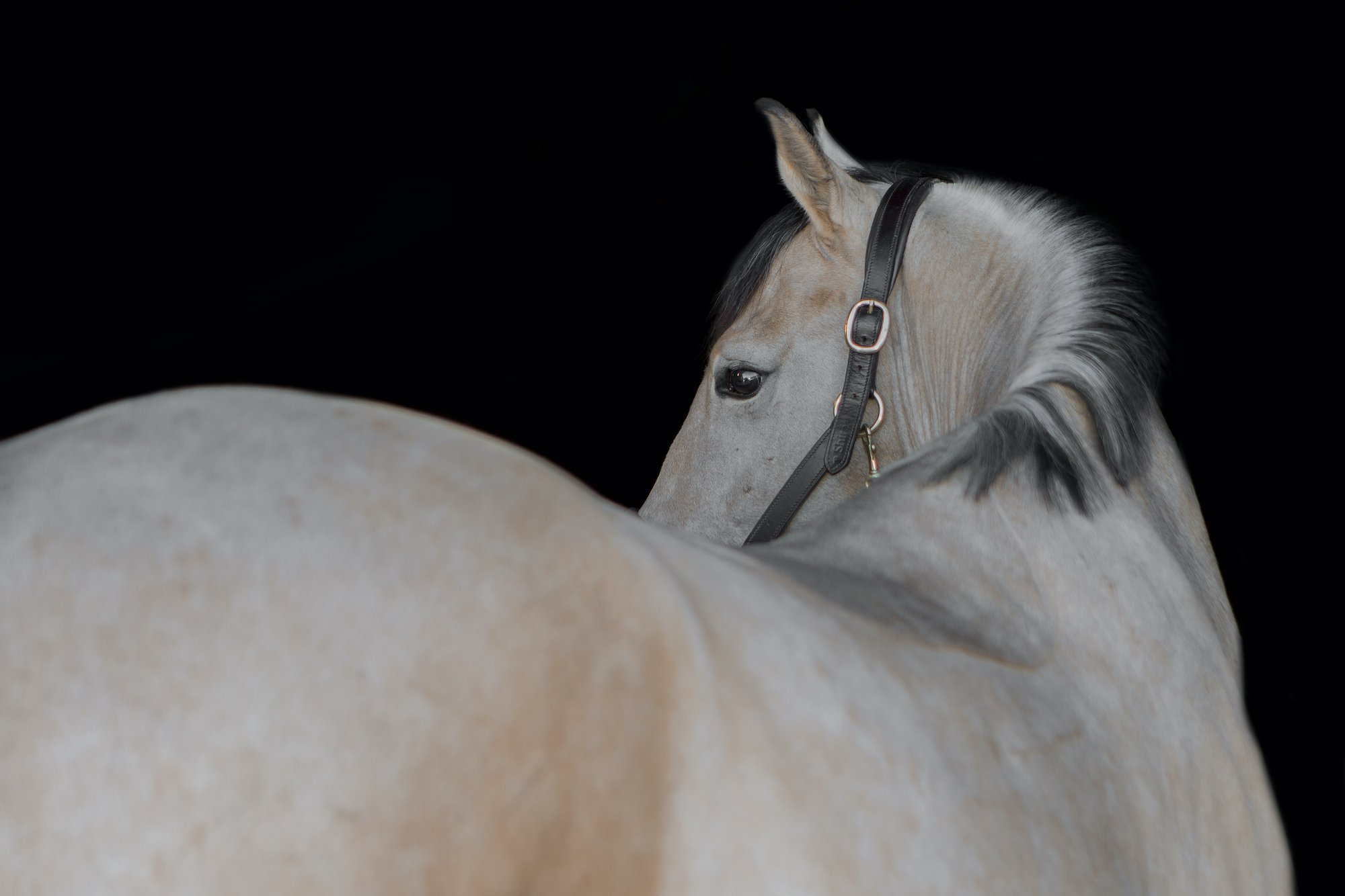 Buckskin - Emma Lowe Photography Horse Photographer