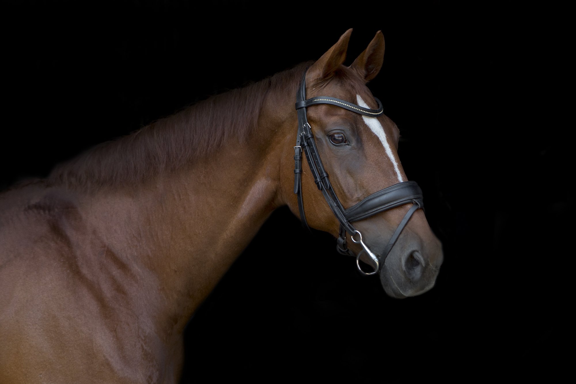 Chestnut - Emma Lowe Photography Horse Photographer