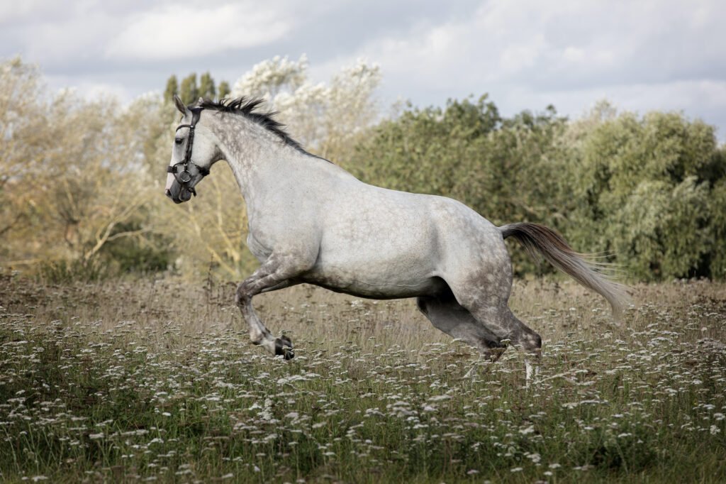 Horse Photographer Emma Lowe Photography