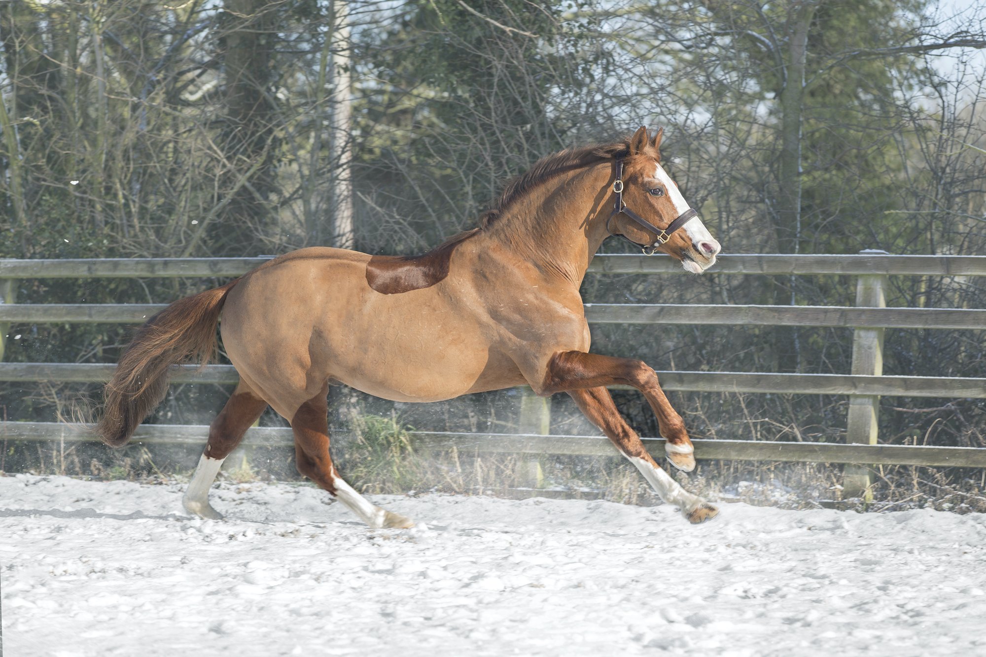 Stallion - Emma Lowe Photography Horse Photographer