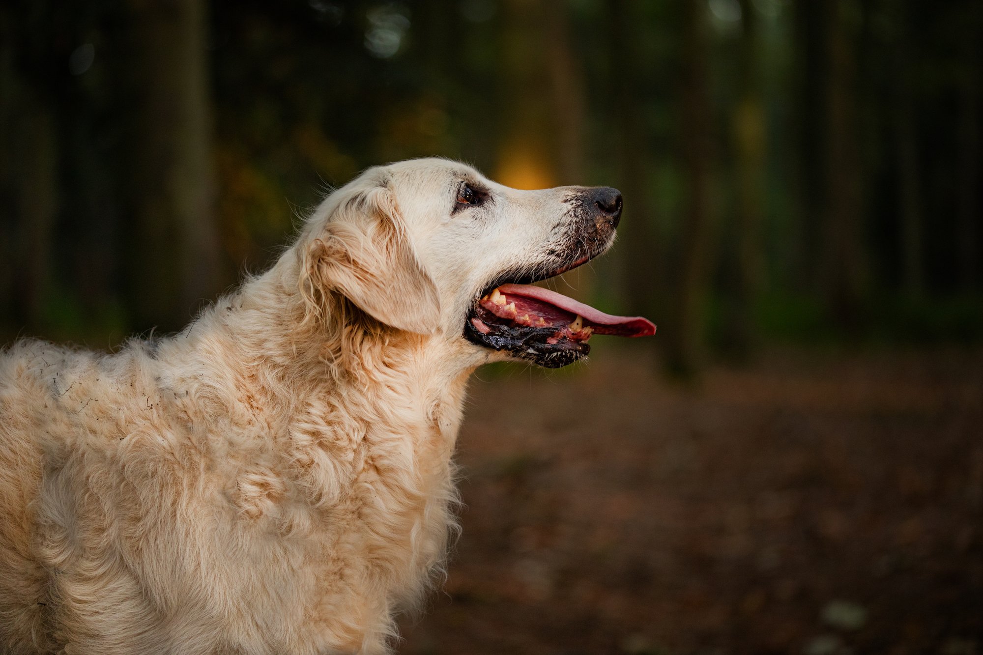 Pet Photography Dog Photographer Golden Retriever by Emma Lowe Photography