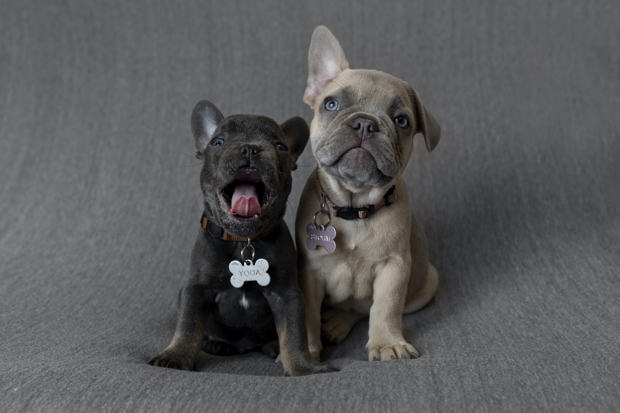Emma Lowe Photography Multiple Puppies and Pet Photographer in Rugby