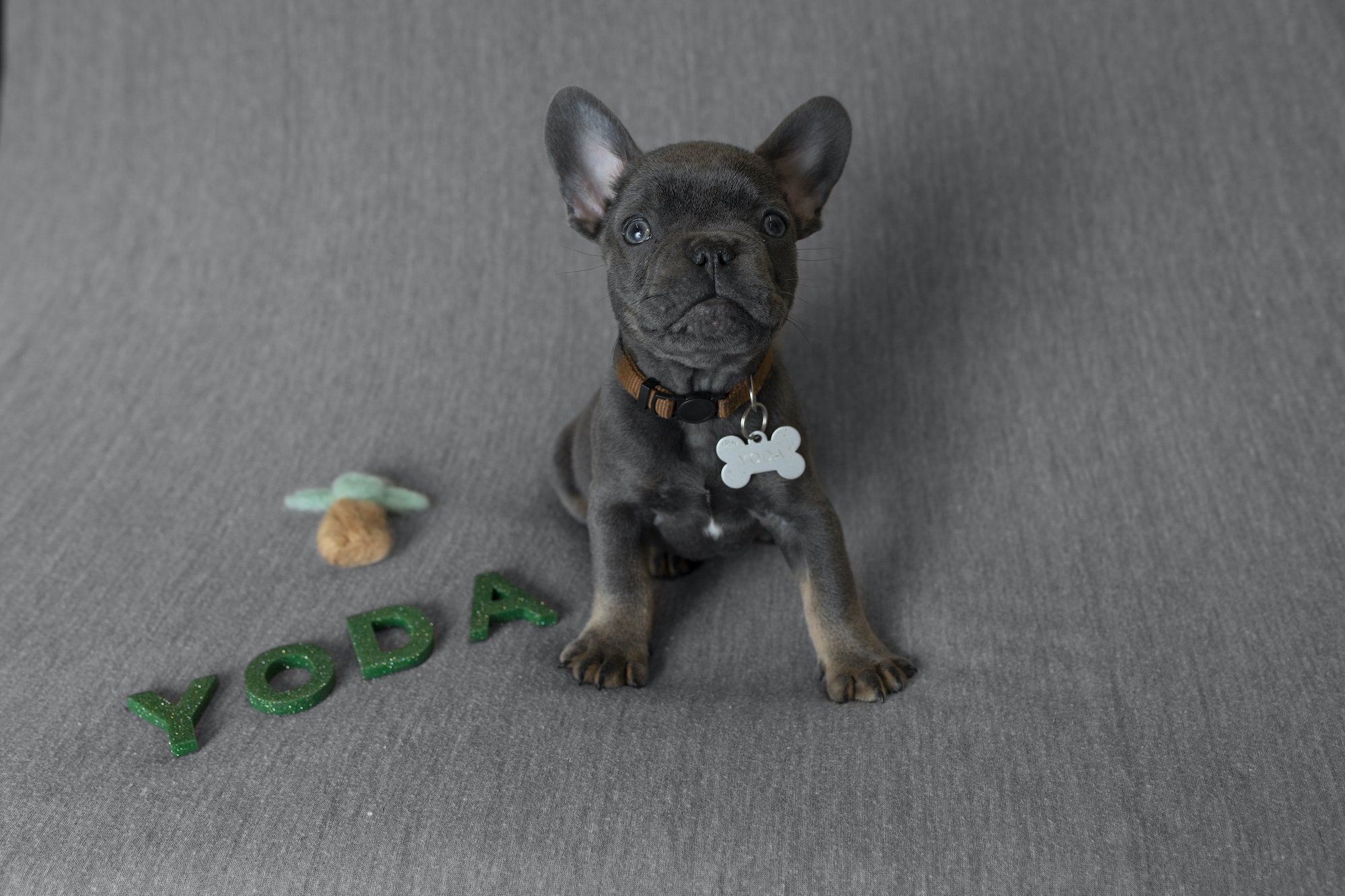 Pet Photography Dog Photographer French Bulldog Puppy by Emma Lowe Photography