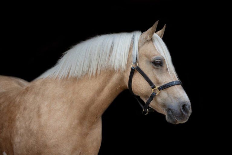 Horse Christmas Photoshoot 2024 Christmas Black Background Packages