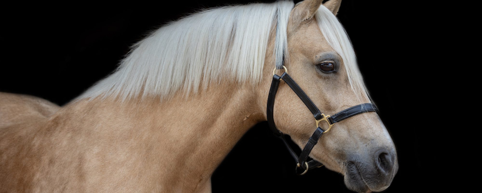 Horse Christmas Photoshoot 2024 Christmas Black Background Packages